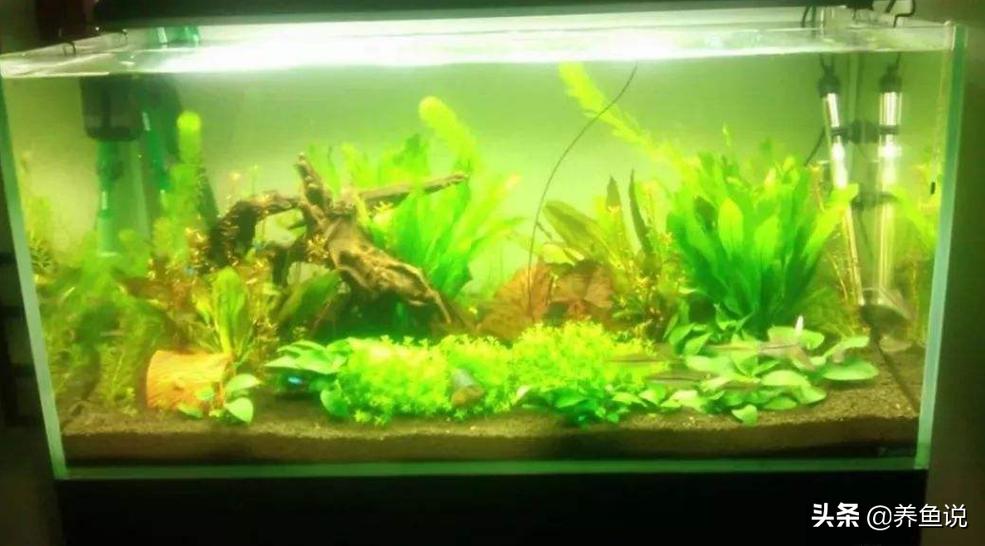 鱼缸黄水常见3大原因及其解决办法，以及利弊分析大全