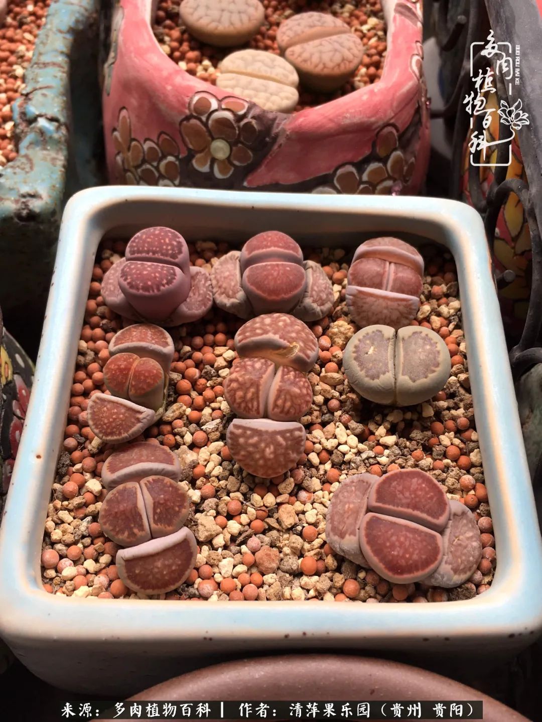 生石花庭院,晶莹剔透的生石花