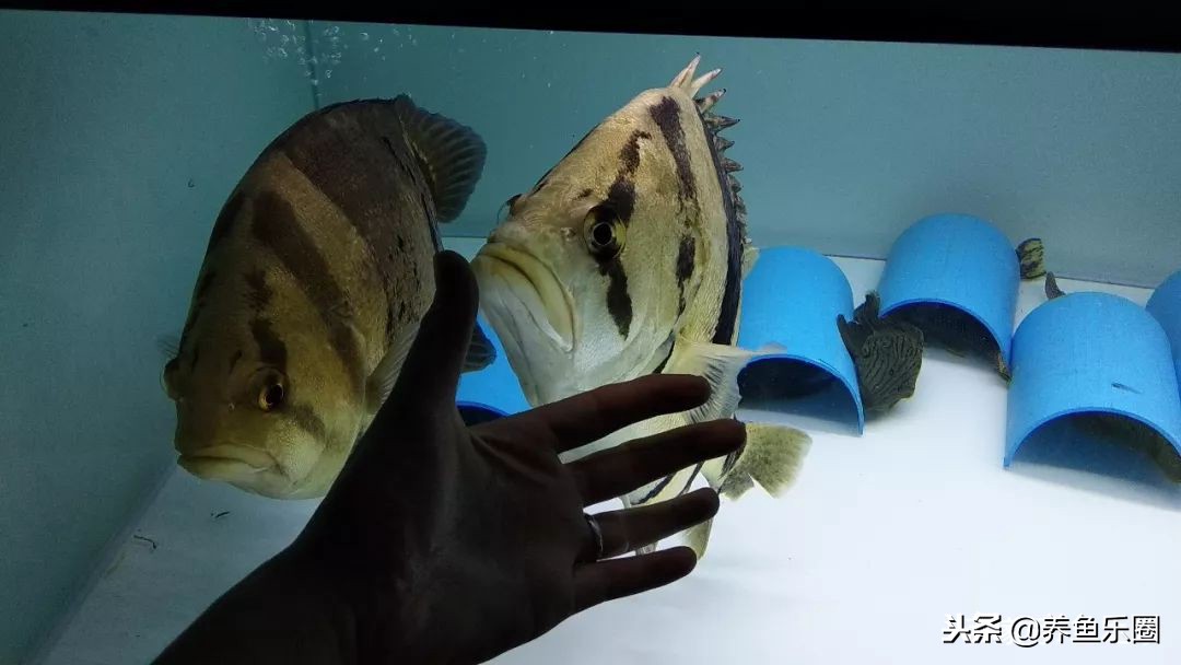 这位土豪家的渔场,光滤材就花了500多万,你确定不要见识一下?