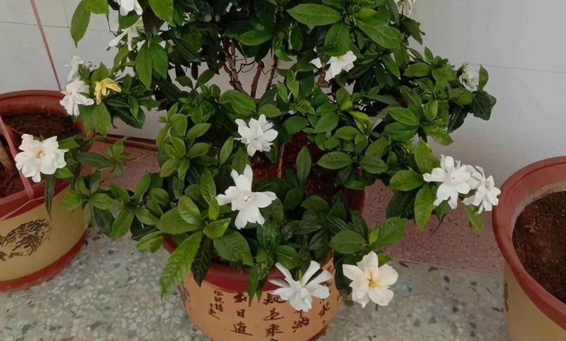 栀子花叶子耷拉发蔫怎么回事,栀子花的叶子发蔫要怎么解救