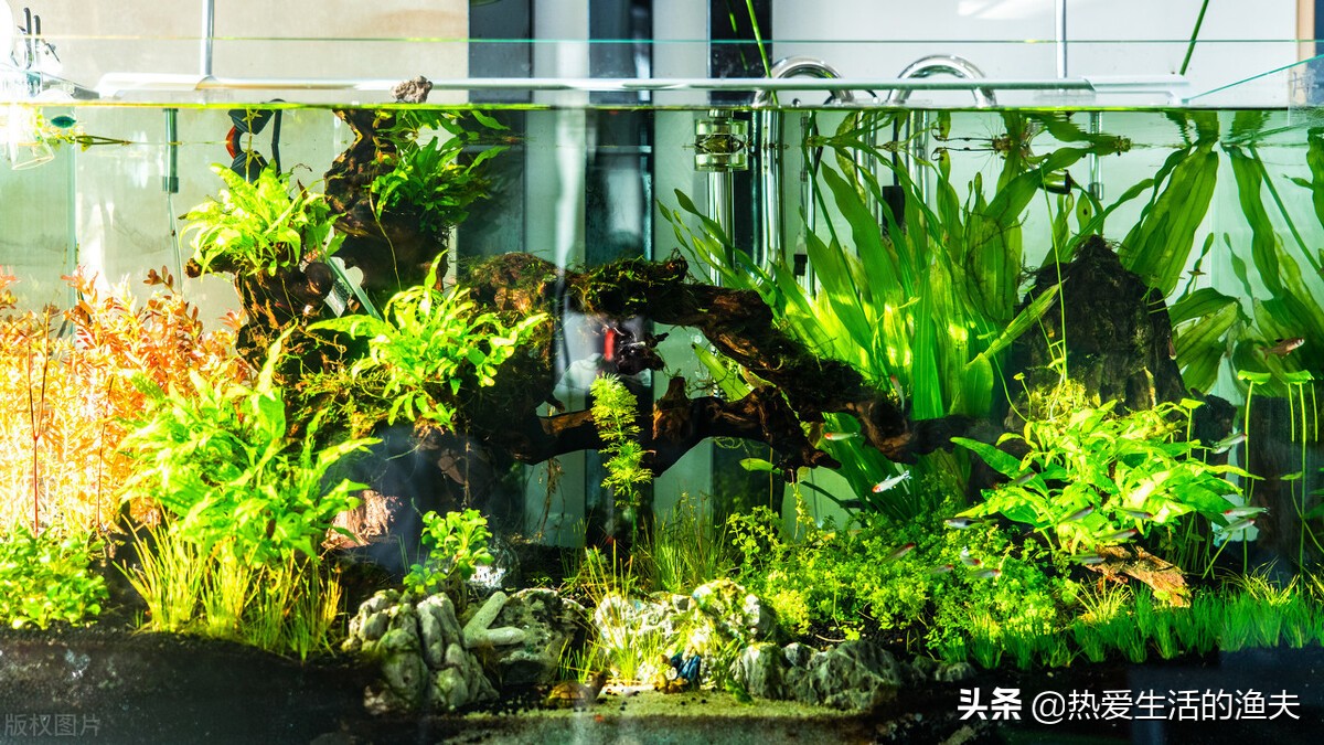 懒人适合养什么体积小观赏鱼,什么小型观赏鱼最适合在大鱼缸养