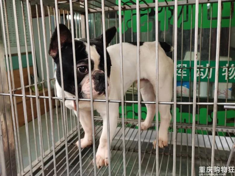 渝北区狗儿市场有卖猫的吗,渝北狗儿市场买狗