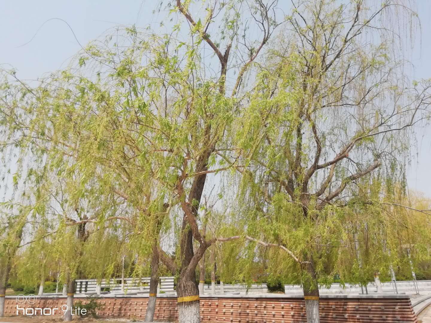 应时之作|春的蝶变