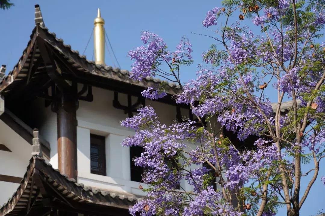 凉山州哪里可以赏花,西昌赏花攻略