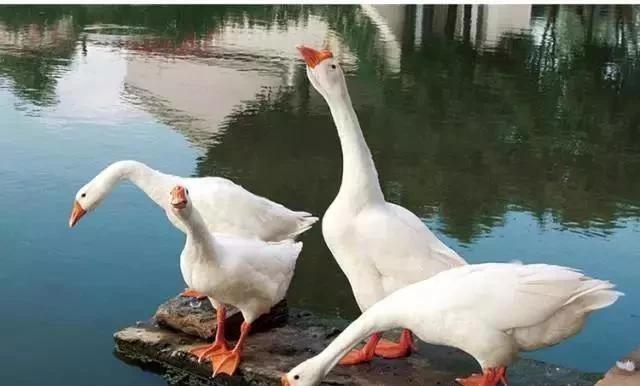 中国最有名的鹅美食,什么鹅最好吃又有名