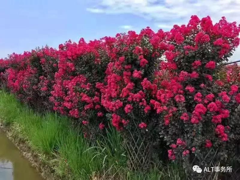 天鹅绒紫薇花烂漫,花争艳