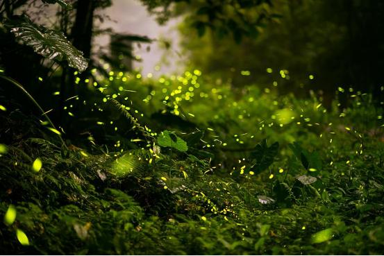 科普|资源昆虫在乡村振兴中的应用