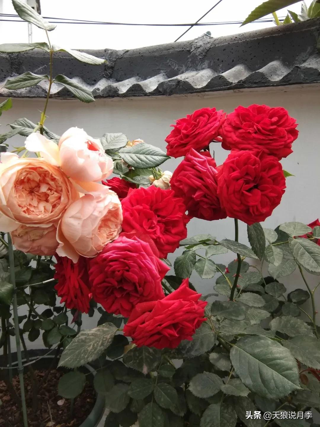 月季春季第一波花要不要剪,月季春季第一波花开后嫁接