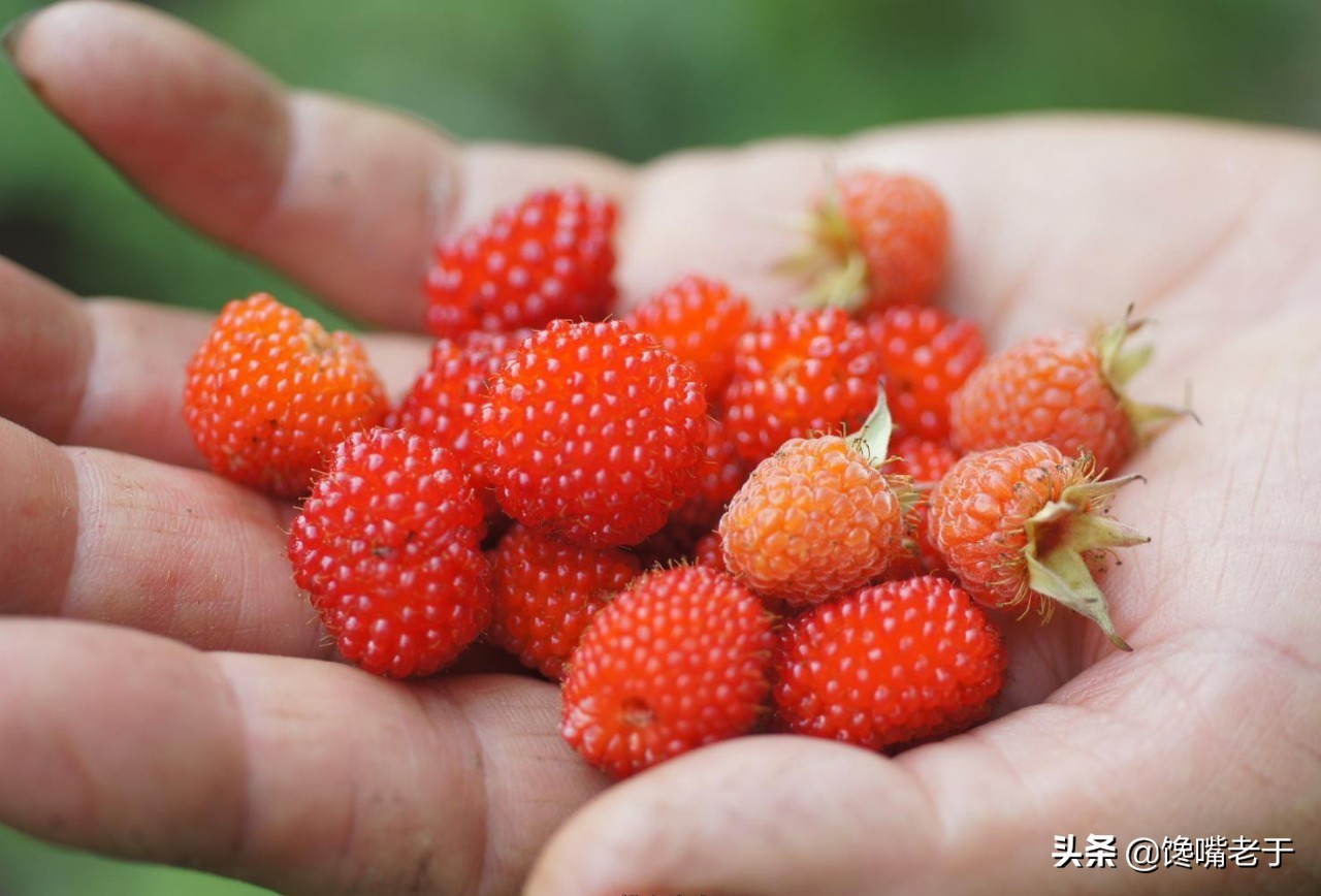 小暑水果,小暑吃什么水果