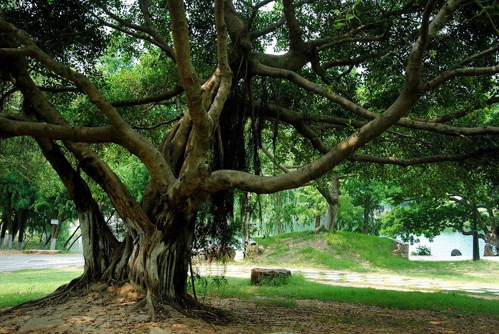 盘点史上最全中国各城市市花,中国各个地方的市花