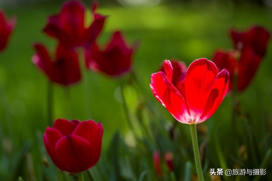 郁金香诗句经典五言,郁金香古诗词