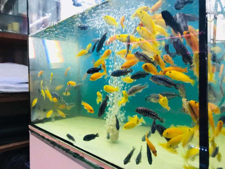 想养鱼要用加热棒吗,想养鱼又没有鱼缸