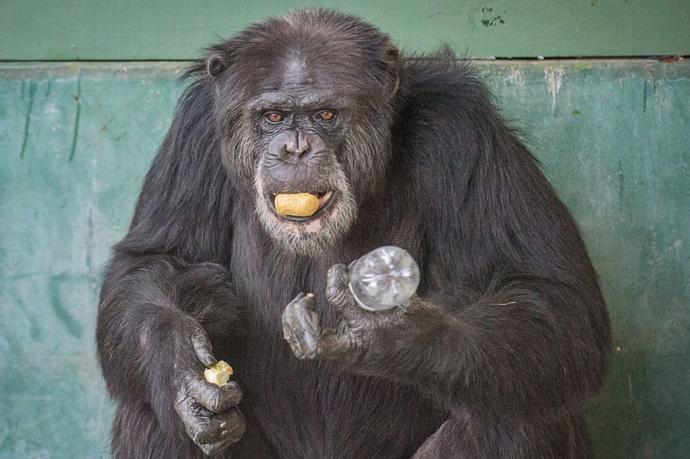 胸毛、腋毛、阴毛，进化为何留下它们？