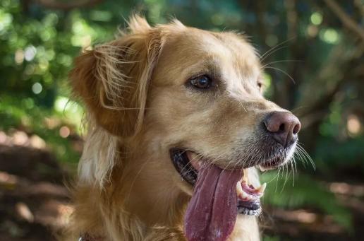 给狗狗喝水的注意事项,狗狗喝水都护食怎么办