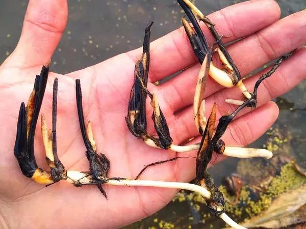 自家栽培微型观赏碗莲,迷你盆栽碗莲带花苞