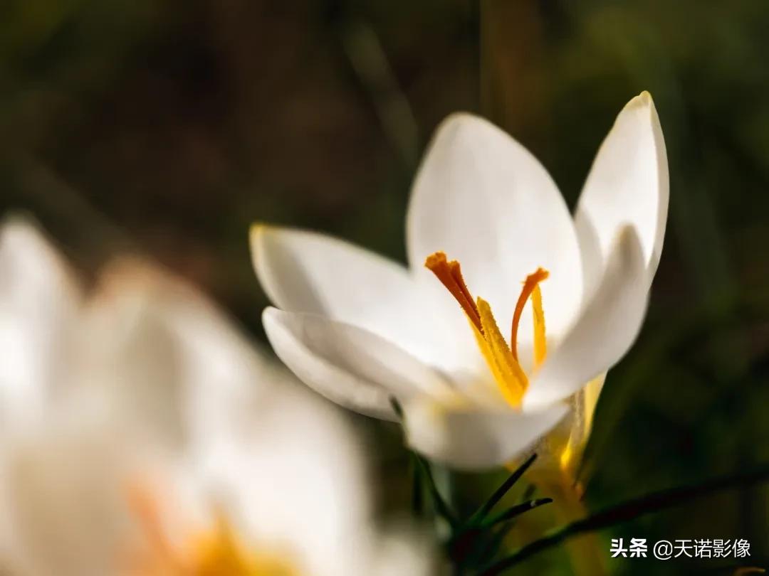 徕卡sl2摄影怎么样,徕卡sl2-s深度视频欣赏