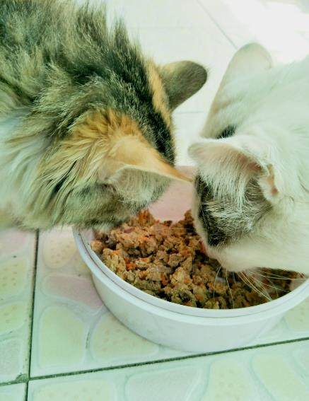 猫粮自制方法,自制猫粮食谱小猫