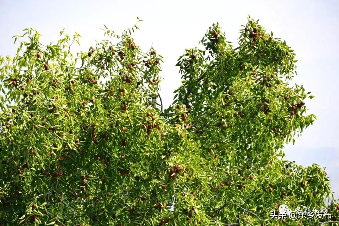 东乡县唐汪镇杏花果脯厂,临夏东乡唐汪镇