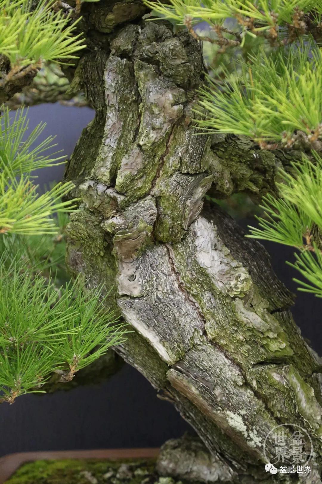 地景黑松与盆景黑松,黑松露的美誉