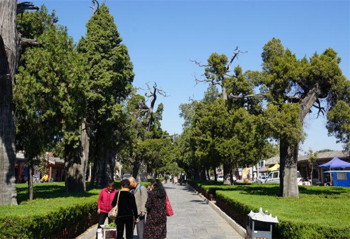 孔林是最大的氏族墓地吗,孔林各个时代的墓葬