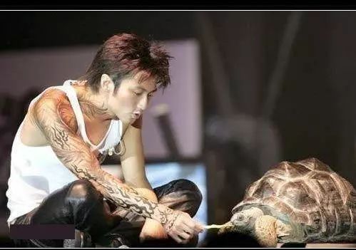 胡歌养的5只什么猫,胡歌的宠物猫