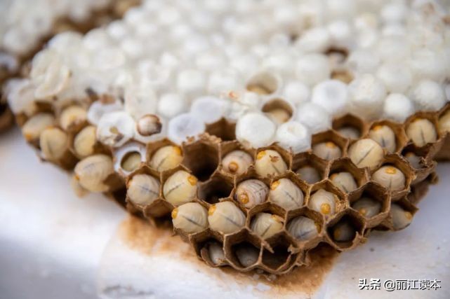 瓜瓜豆豆的视频,瓜瓜豆豆视频