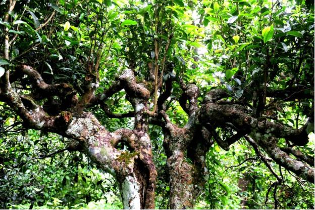 普洱茶区著名茶山,勐海有哪些山头茶叶有名