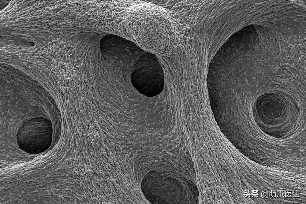 猫咪喝水碗里有红色蠕动虫子,猫咪喝水碗里有小黑虫