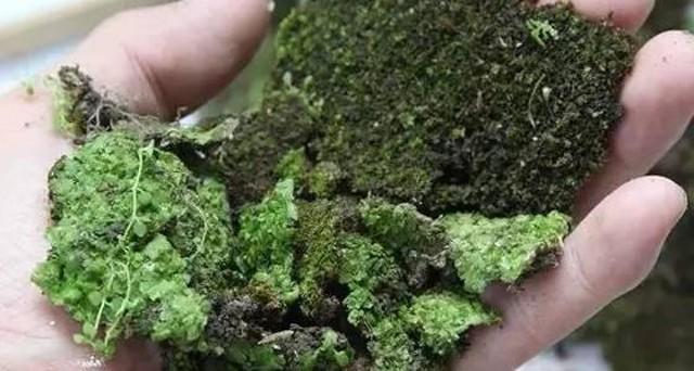 小苔藓最佳治疗方法,小型苔藓微景观怎么养