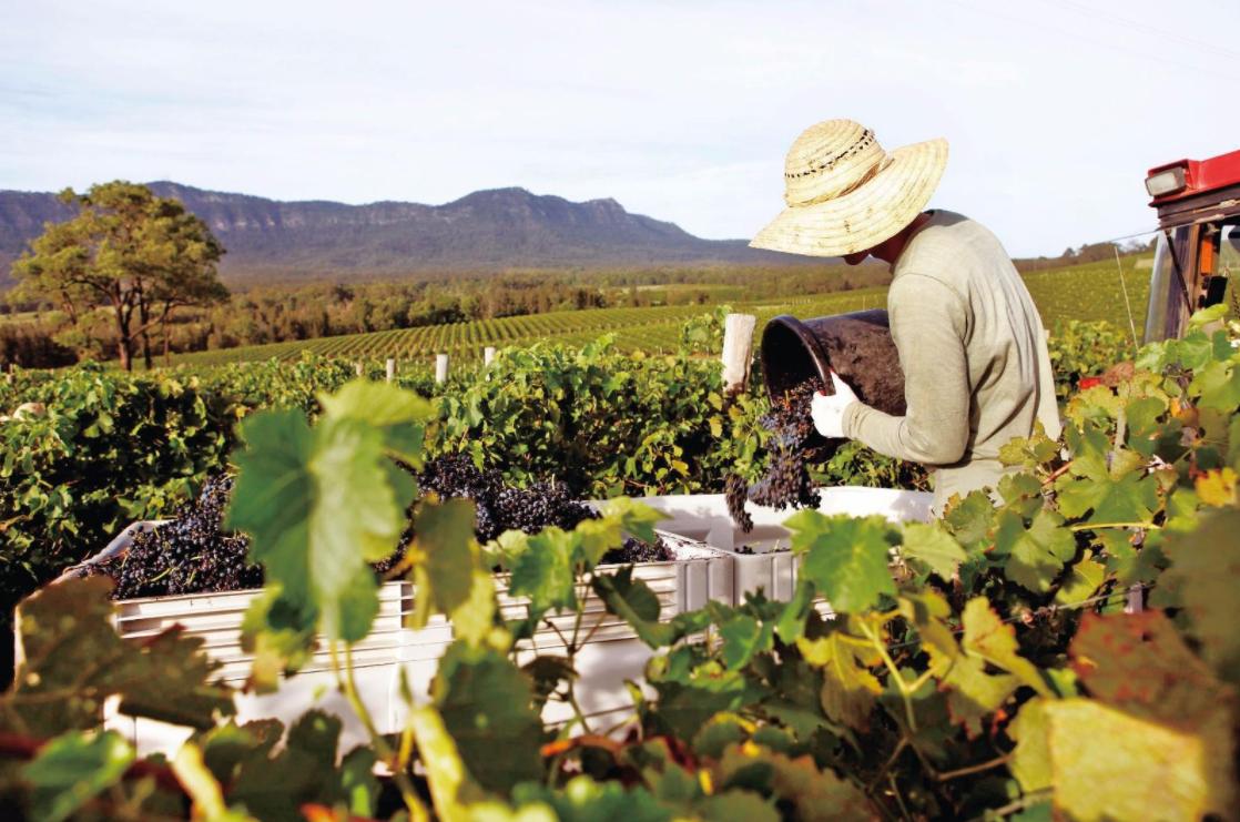 反制轮到澳洲葡萄了？澳农产品组织抱怨，在中国港口遭遇清关难题