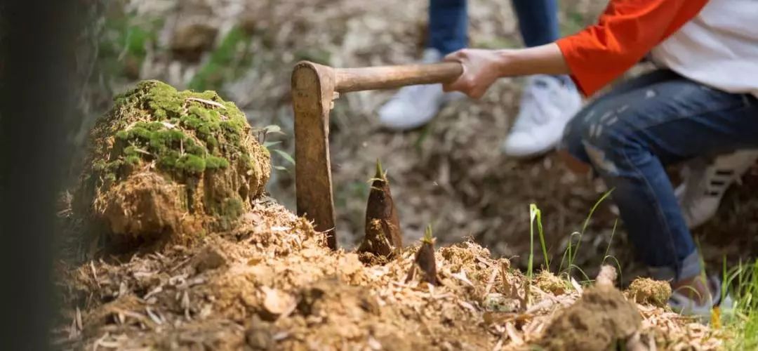 深圳南山竹海挖竹笋,深圳有游客挖竹笋