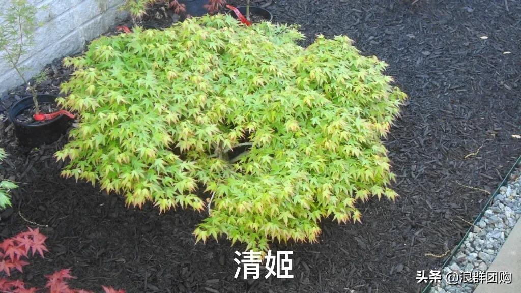 中式庭院藤类植物,枫树和紫藤