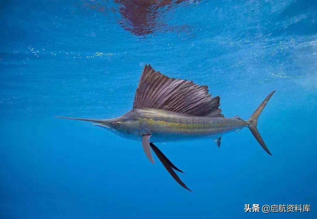 bbc纪录片life鸟类,bbc纪录片生命life7集