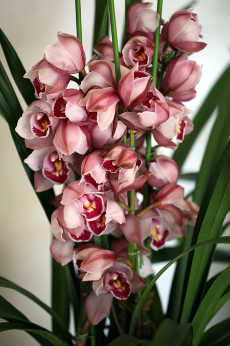 客厅电视柜适合养什么小盆栽植物,客厅电视柜上放什么植物比较好