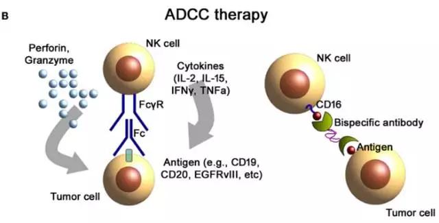 癌症治疗多面手！NK细胞免疫疗法，或将成为晚期癌症治疗最佳选择