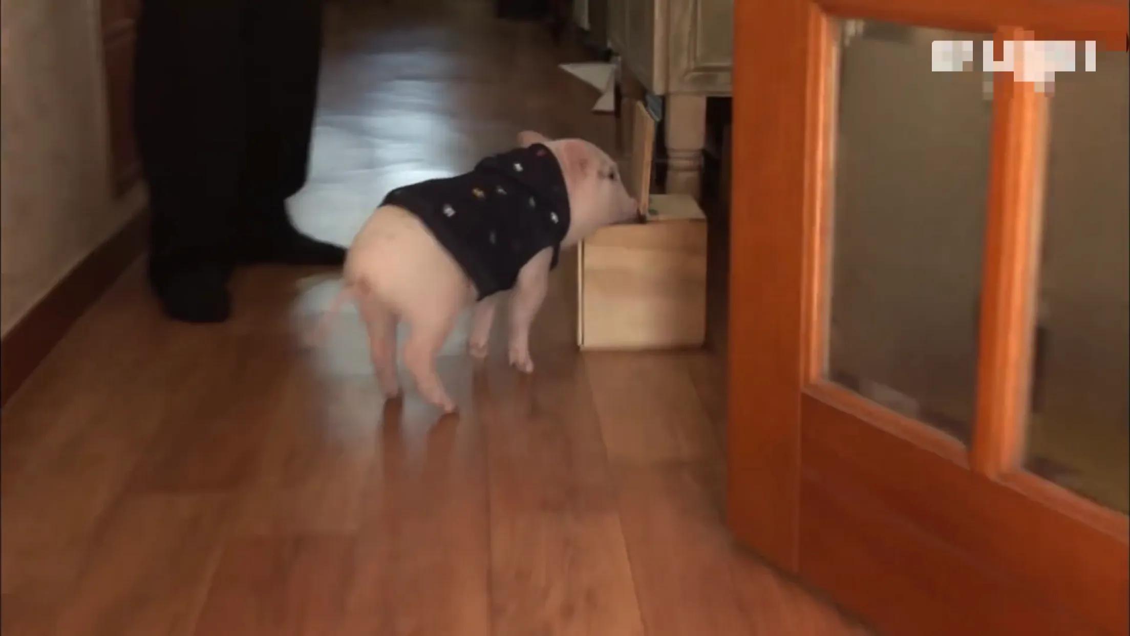 小猪的智商高达多少 (韩国最聪明的小猪)