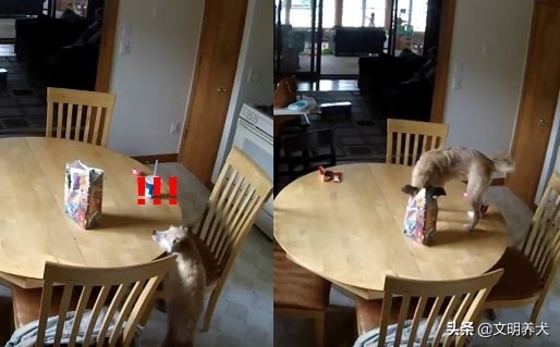 狗狗喜欢蹦起来扑人需要吃什么,狗狗喜欢把食物叼到鞋子上吃