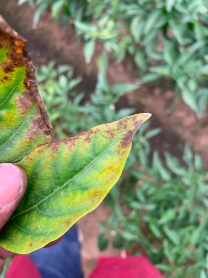 治疗工业辣椒炭疽病的高效农药,辣椒细菌性叶斑病和炭疽病区分