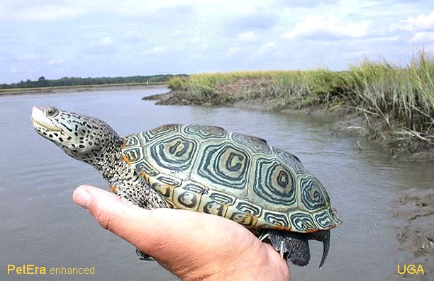 批量养钻纹龟最佳饲养方法,钻纹龟饲养注意点什么