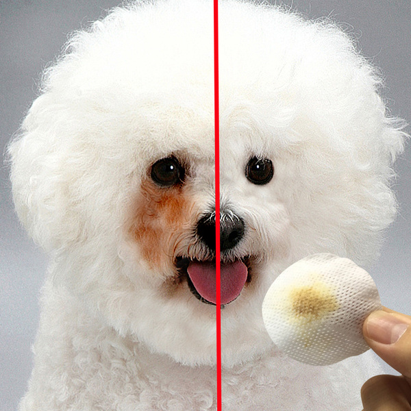 比熊犬泪痕怎么处理,比熊犬泪痕用什么擦