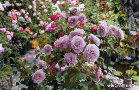 给大家推荐几款皮实好养的月季,好养不生病的月季有哪些品种