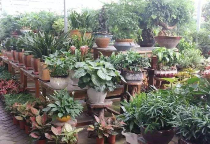 藏红花又称为女人花,藏红花西红花番红花是一种花吗