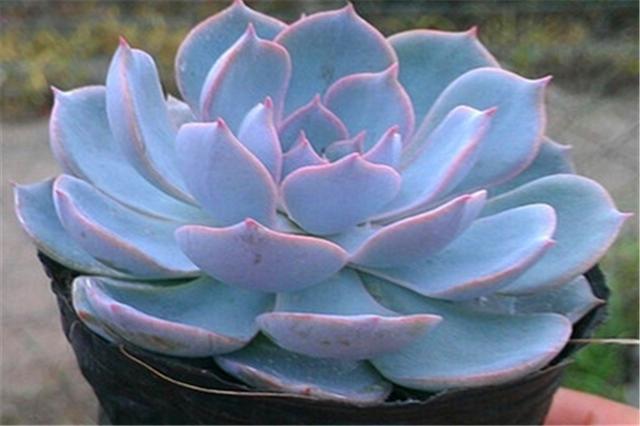 多肉蓝石莲怎么养更漂亮,多肉品种蓝石莲怎么养好