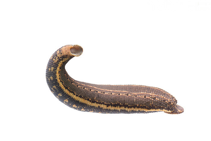 牛胃里的水蛭,牛胃里吃进异物表现