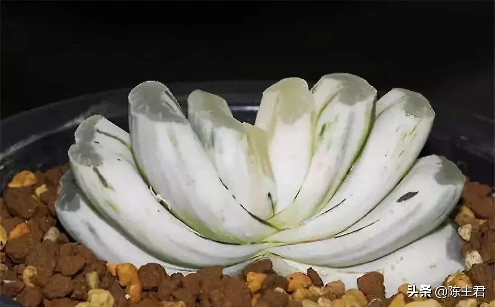 十大最贵法师多肉排行榜,玉露多肉最贵多少钱一棵