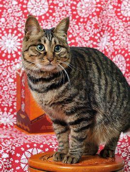 你喜欢哪种猫角色,喜欢洗澡的猫