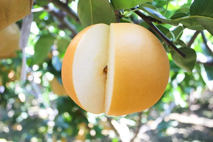 梨子界中的“扛把子”，越低调越红！咬一口就爆汁，一水的甜呀