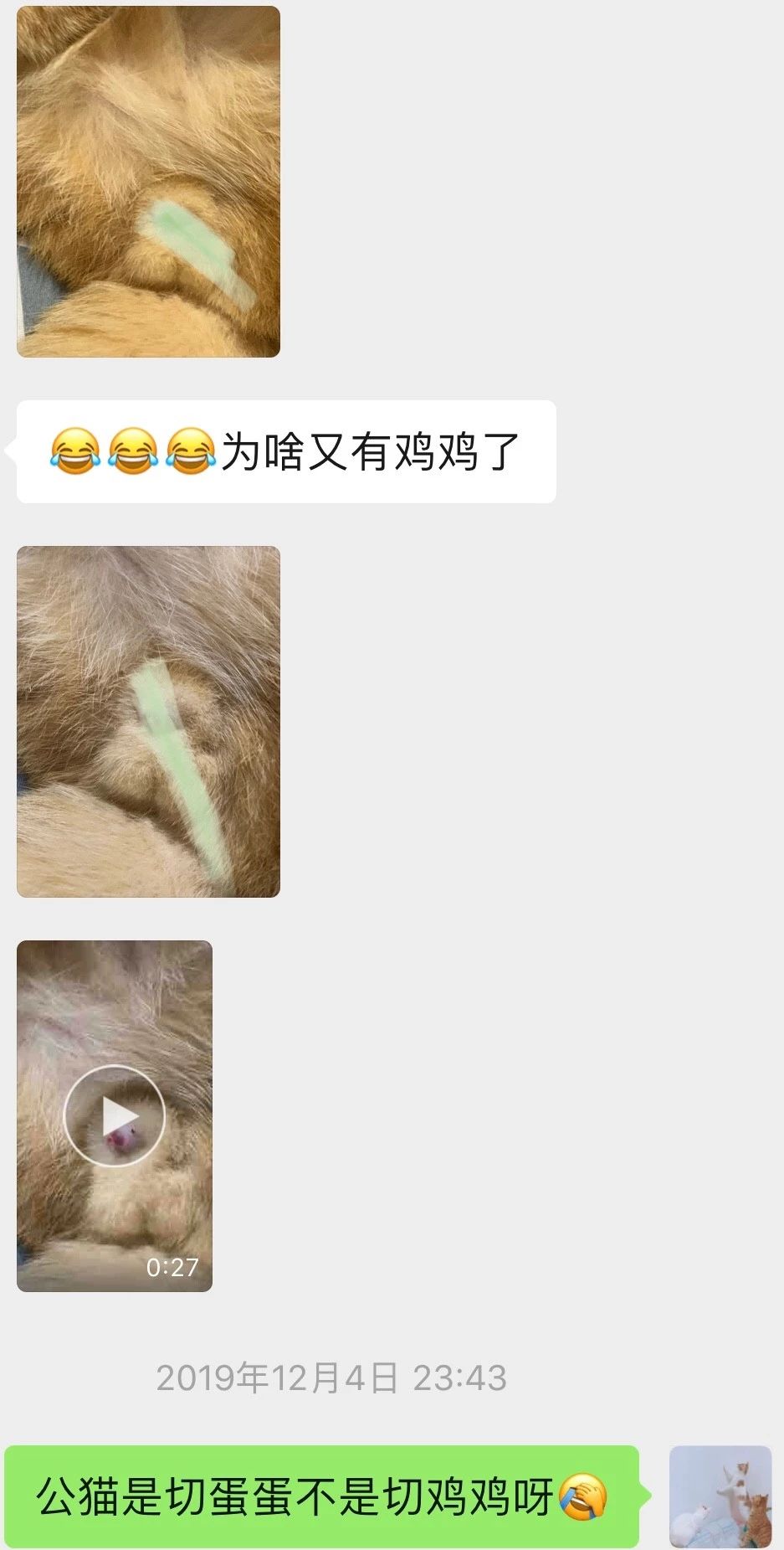 猫咪尿不出来可以吃什么药,猫咪尿不出来了要吃阿莫西林吗
