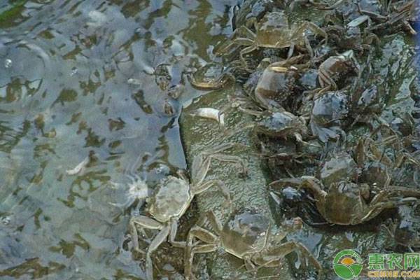 螃蟹养殖中后期应该注意事项,螃蟹的养殖方法和注意事项