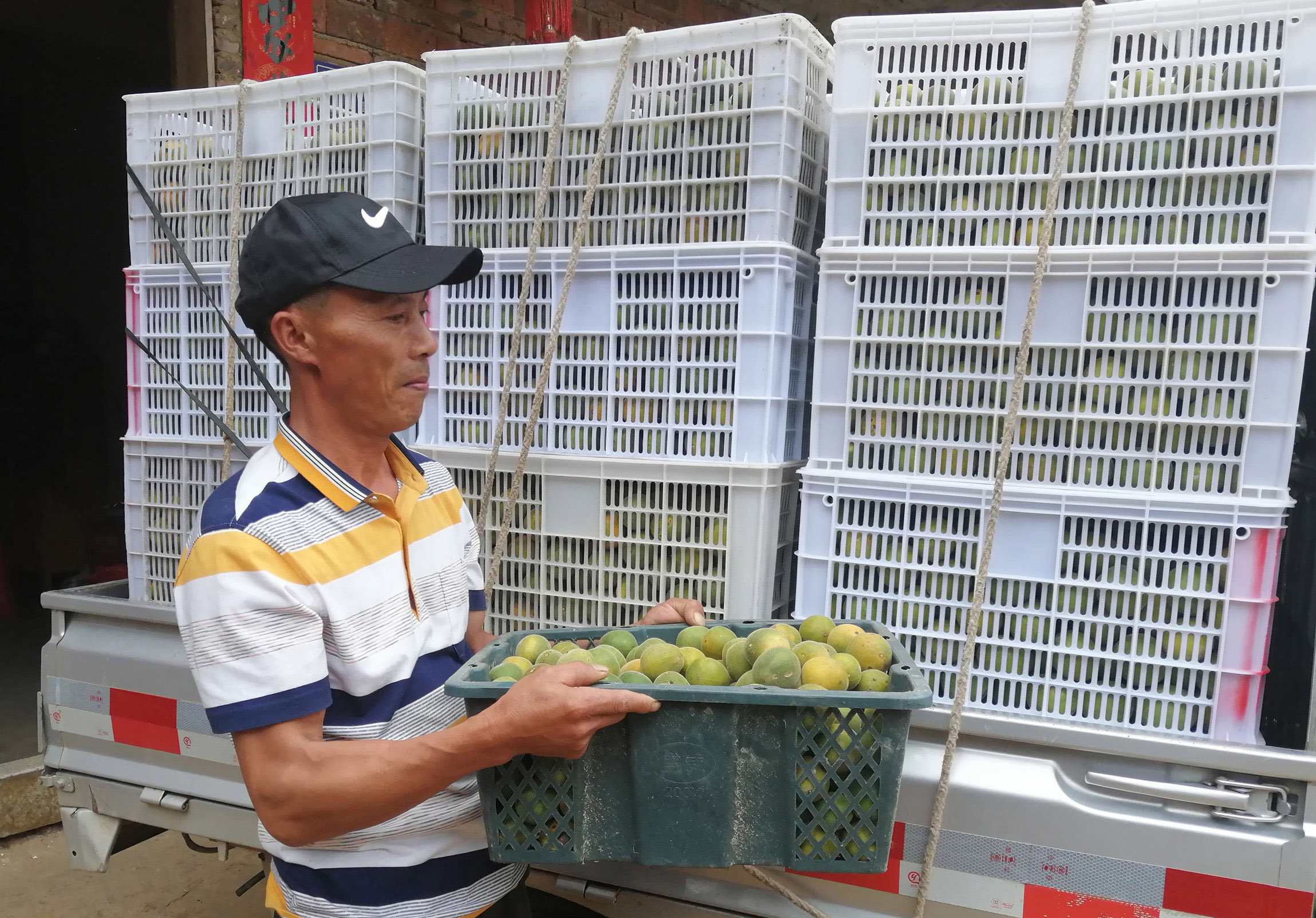 龙岩连城县詹堂清试种成功致富果